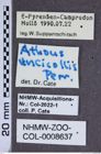 Etiketten zu Pleurathous uncicollis (NHMW-ZOO-COL-0008637)